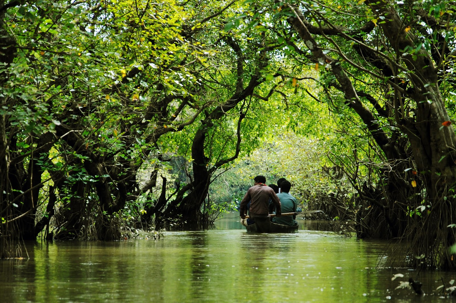 Discover Bangladesh Ratargul swamp forest only freshwater swamp