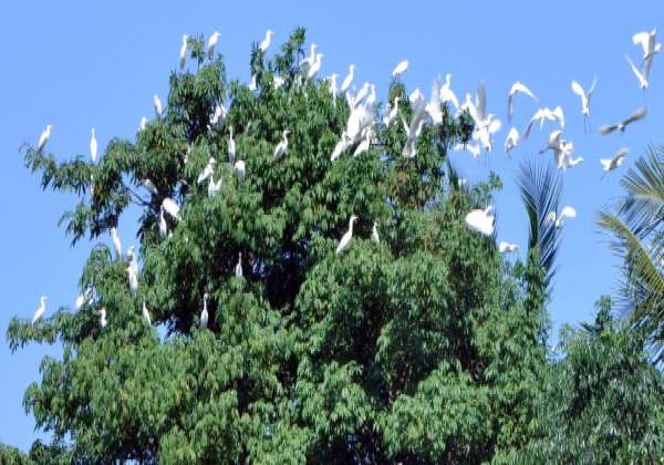 45+ Pipal Tree In Tamil Pics