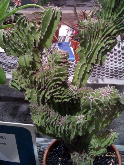 fasciated plant