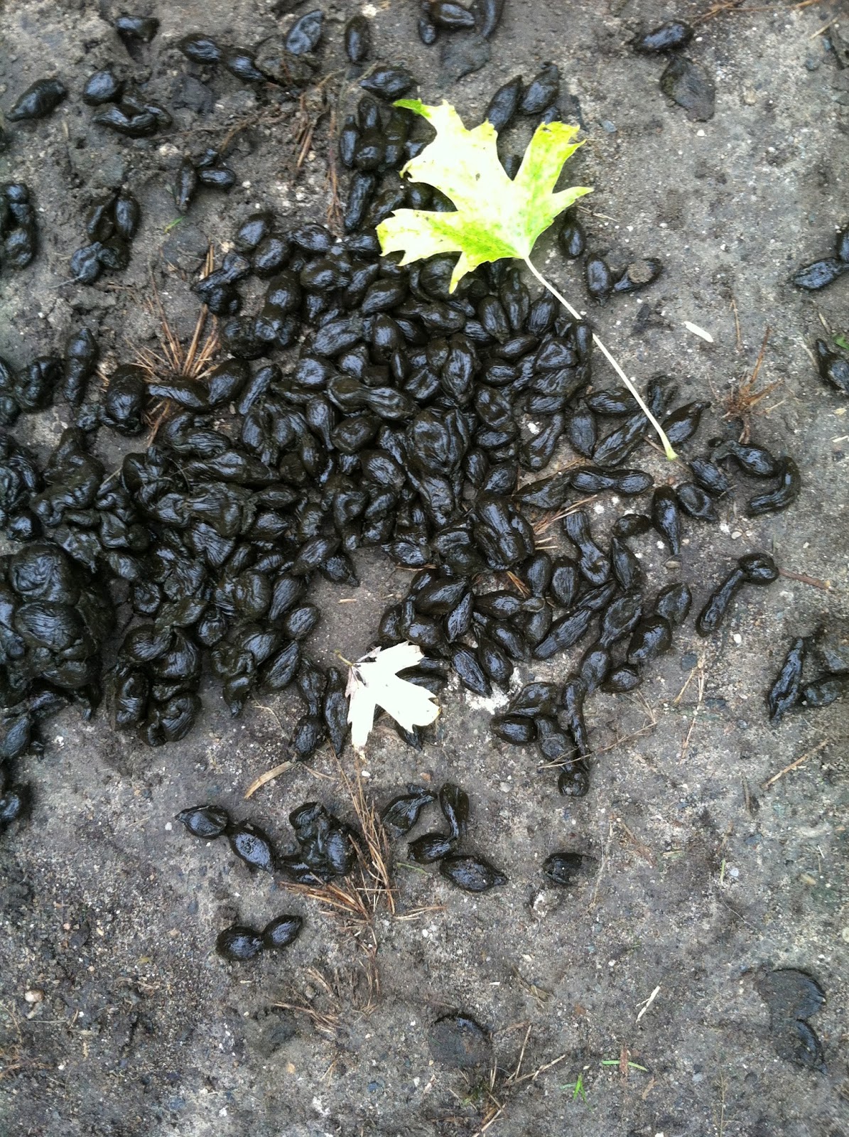 Lavender Hill Farm Alpacas Alpaca Manure is Great For Your Garden