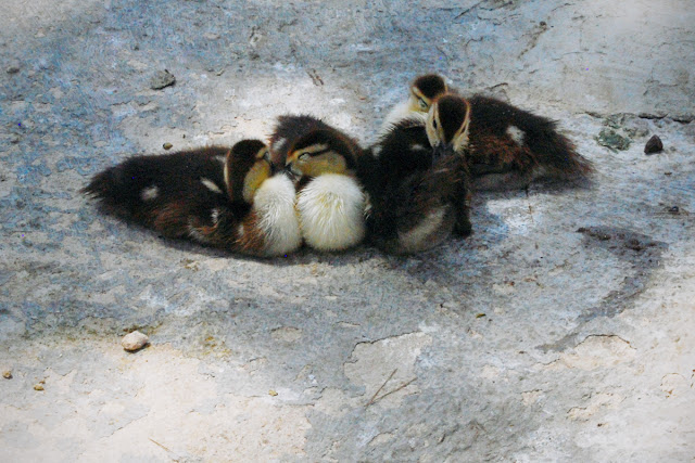 Ducklings -  Parque Reina Sofia - Guardamar del Segura, Costa Blanca
