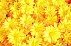 yellow flowers background chrysanthemum flower desktop wallpapers dry tea wallpapers13 shape