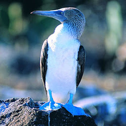footed boobie facts booby wildlife wednesday fish water dives fast beak