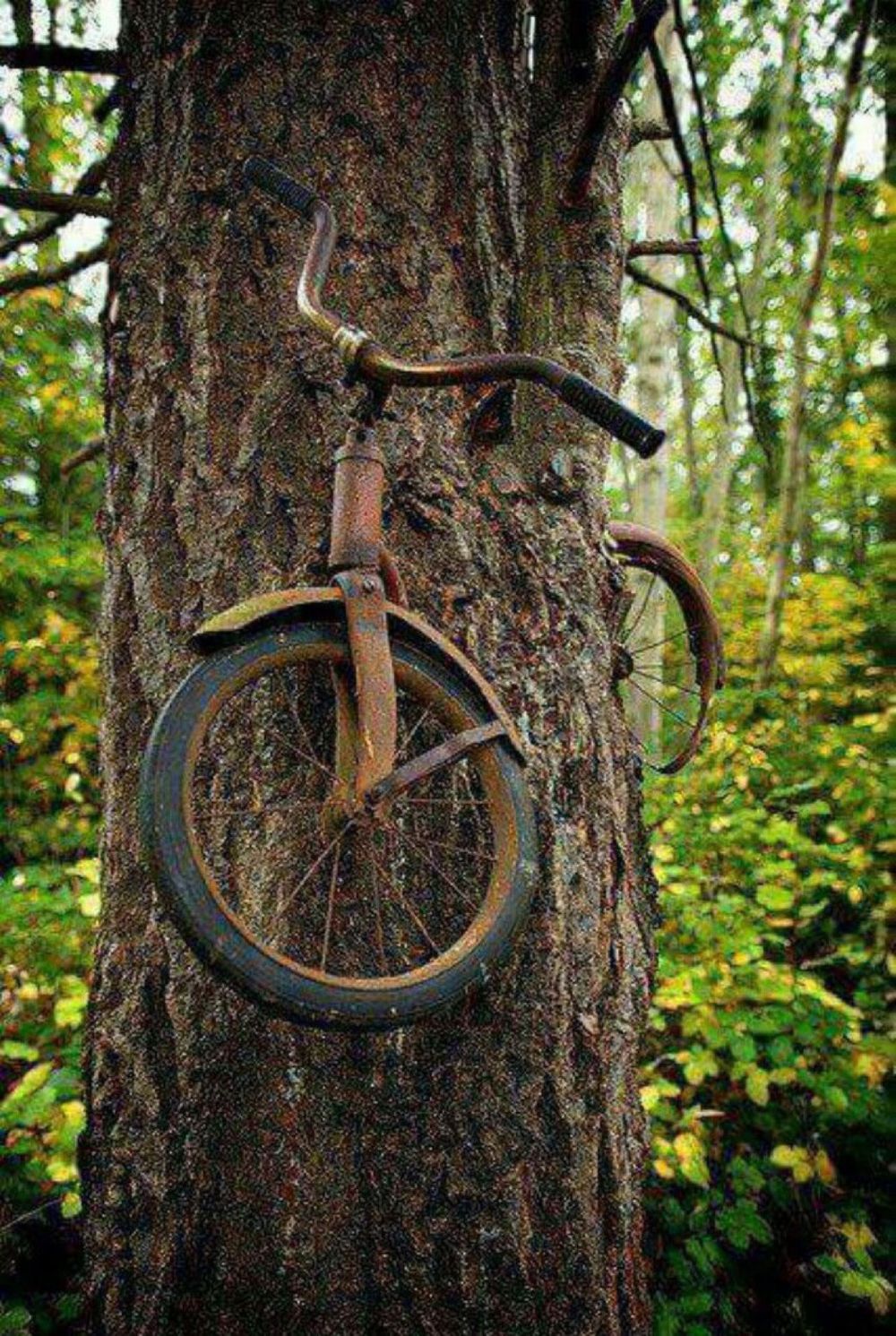Vashon Island Bike Tree: The True Story Behind “a Boy Left His Bike
