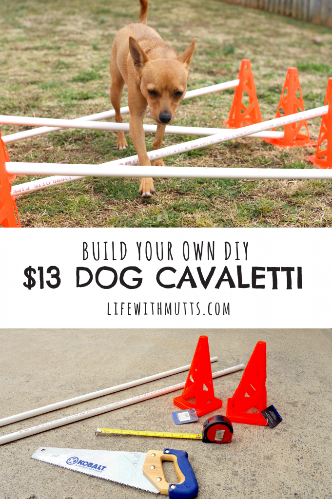 DIY Treat Toys to Keep Your Dog Busy - Kol's Notes