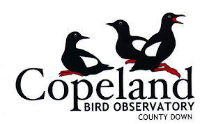 Check out Northern Ireland's only Bird Observatory