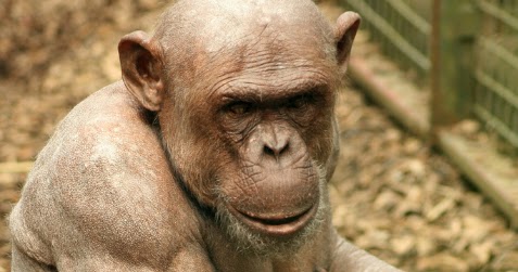 hairless chimpanzee hairless chimpanzee