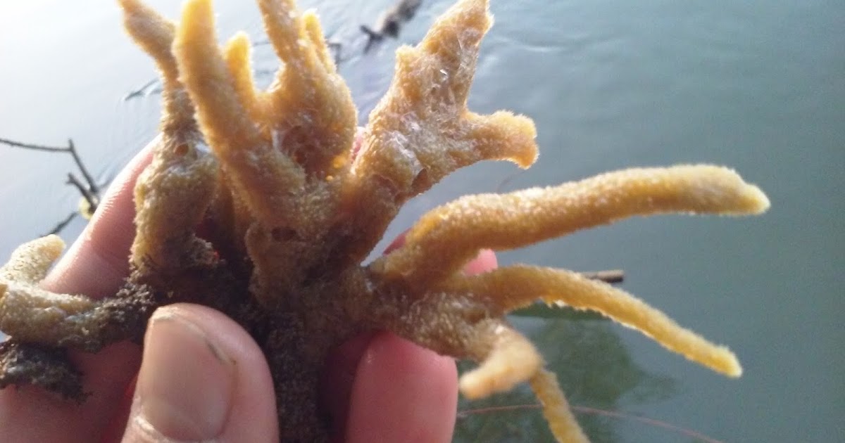 Cool Goby Blog Freshwater Sponges (Spongilla fluviatilis)