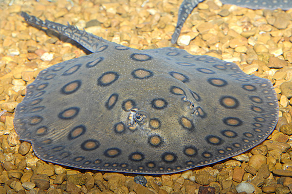 motoro stingray