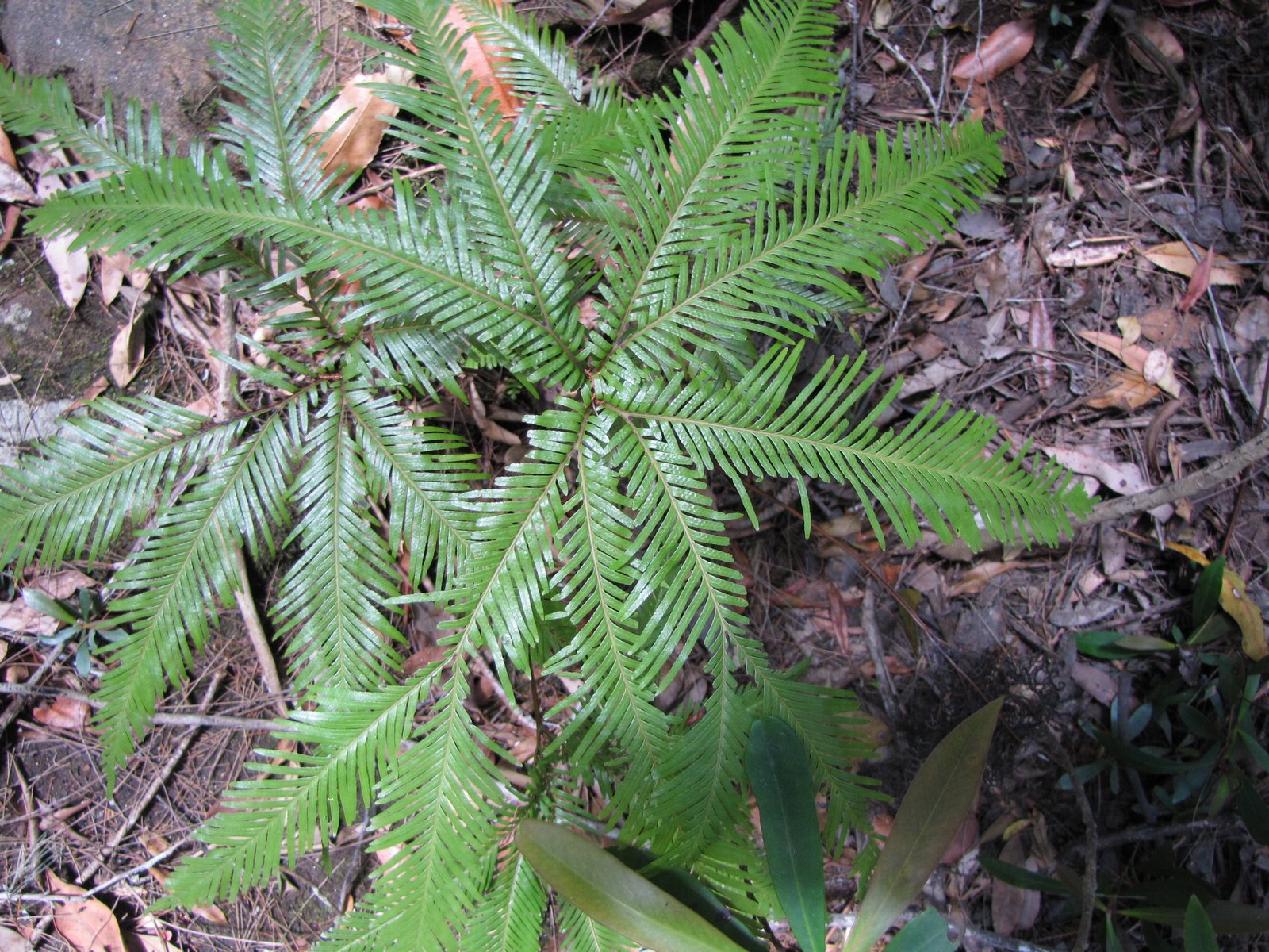 Sydney's Wildflowers and Native Plants Sticherus flabellatus Shiny