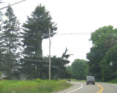 Large pine tree along a highway with a huge square cut out of one side, so it looks like the tree has its mouth open wide