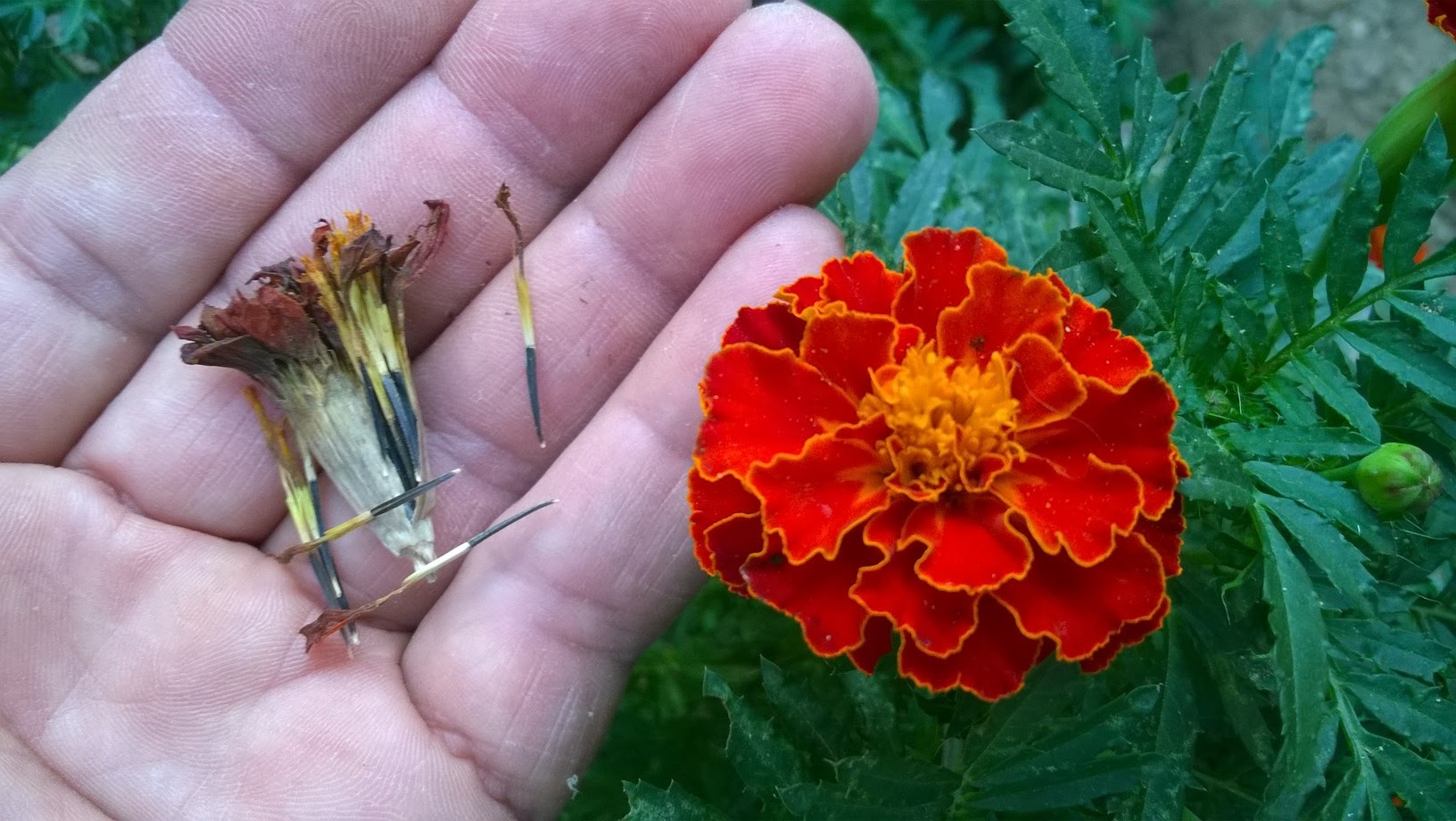 How To Grow Marigolds