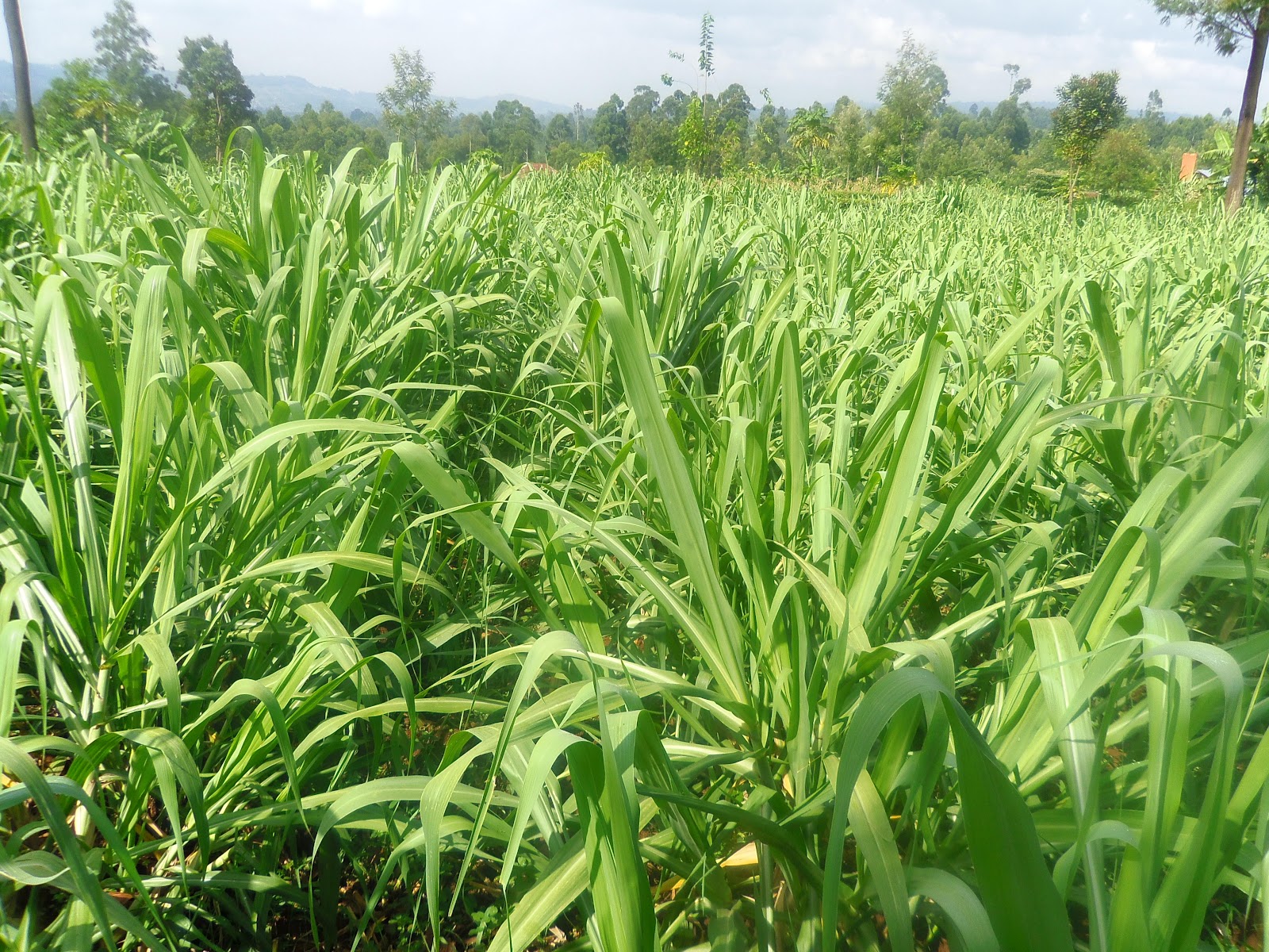 SMALLSCALE FARMING COMMERCIALIZED SUGARCANE PLANTING IS ENJOYABLE