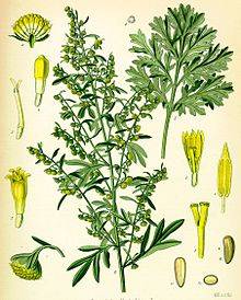 Artemisia absinthum