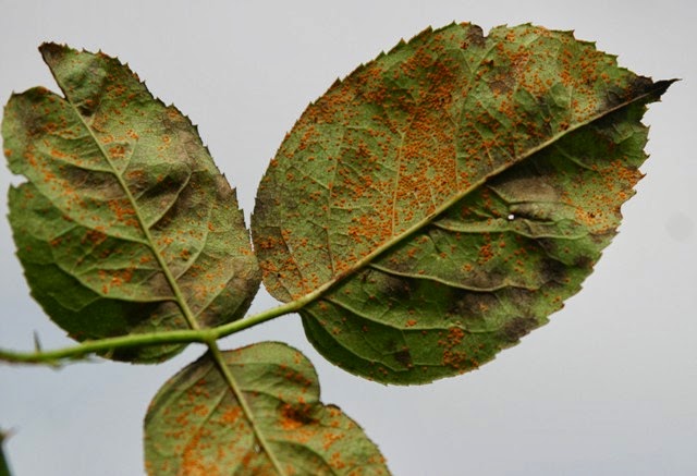 What Is Rust On Roses A Perfume of Petals