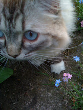 Bluebell in Jardin de Joie