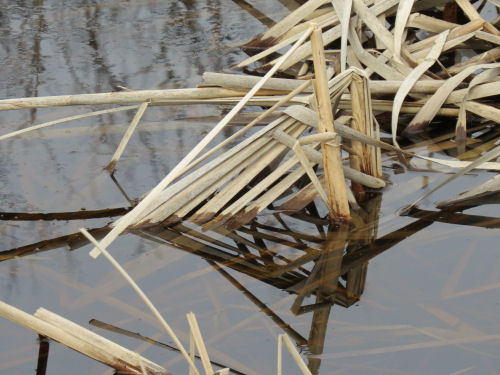 cattails