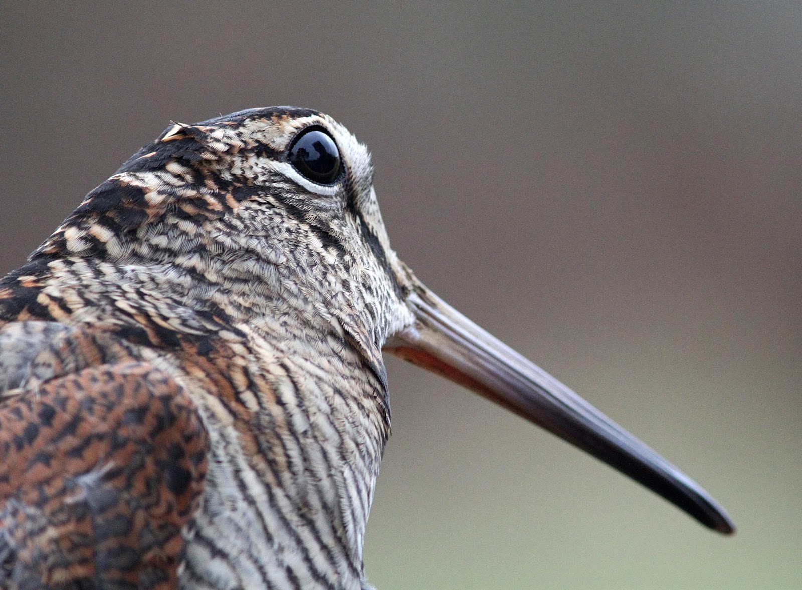 Northamptonshire Birding Portrait of a Woodcock.