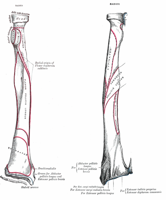 Orthopedic WayYour Way To Be Perfect Orthopedic Surgeon The radius
