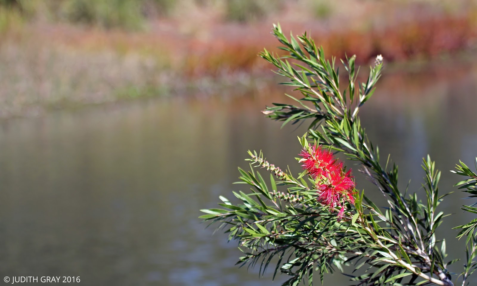 Wildlife of Peacehaven Lake, Highfields