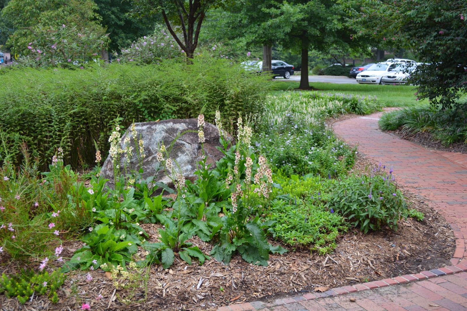 Flower Gardens Some of my UNC Chapel Hill Gardens