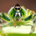  Η  πράσινη Αυστραλιανή αράχνη που κάνει άλματα.