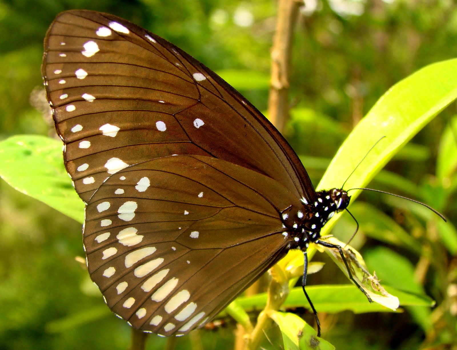Insects of Kerala COMMON INDIAN CROW BUTTERFLY Euploea core