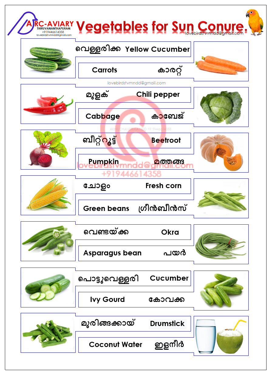 Sun Conure Food Diet.