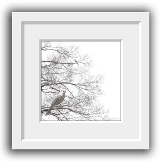 Three dreamy love birds are perched in a wispy bare tree branches.