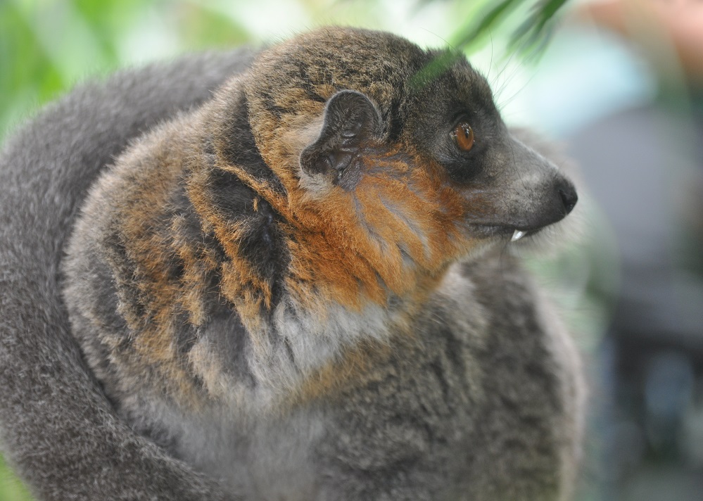 ZOOTOGRAFIANDO (6.100 ANIMALS) LÉMUR MANGOSTA / MONGOOSE LEMUR