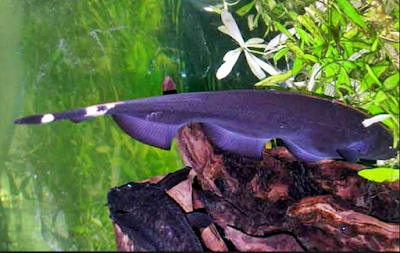 Jenis Ikan Hias Air Tawar Aquarium  Black Ghost  si ikan bulu ayam