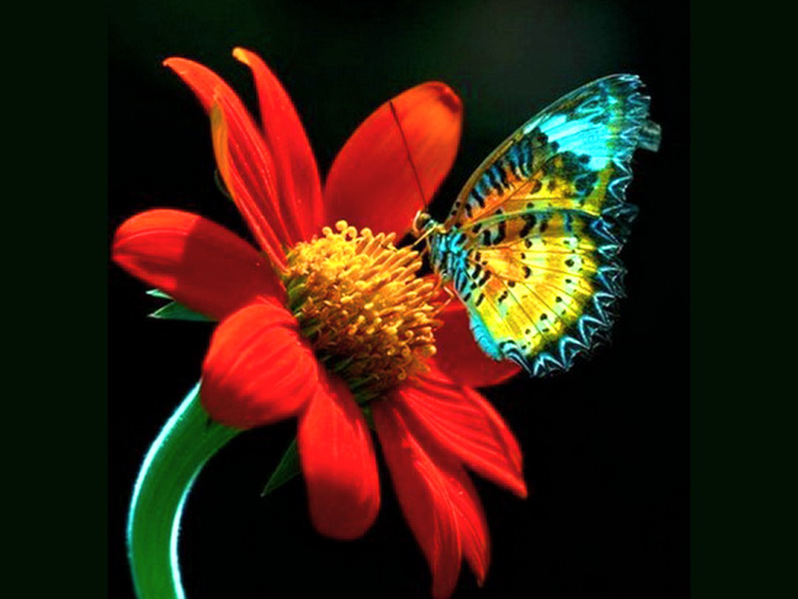 CUENTOS POEMAS Y CANCIONES PARA NI OS LINDA MARIPOSA cuentos-poemas-y-canciones-para-ni-os-linda-mariposa