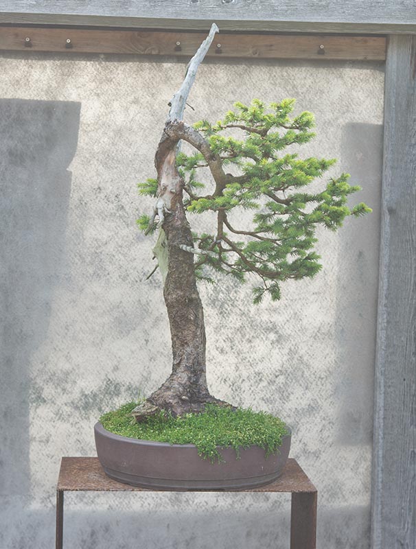 Walter Pall Bonsai Adventures visiting Werner Busch and the Bonsaimuseum in Dusseldorf, Germany.