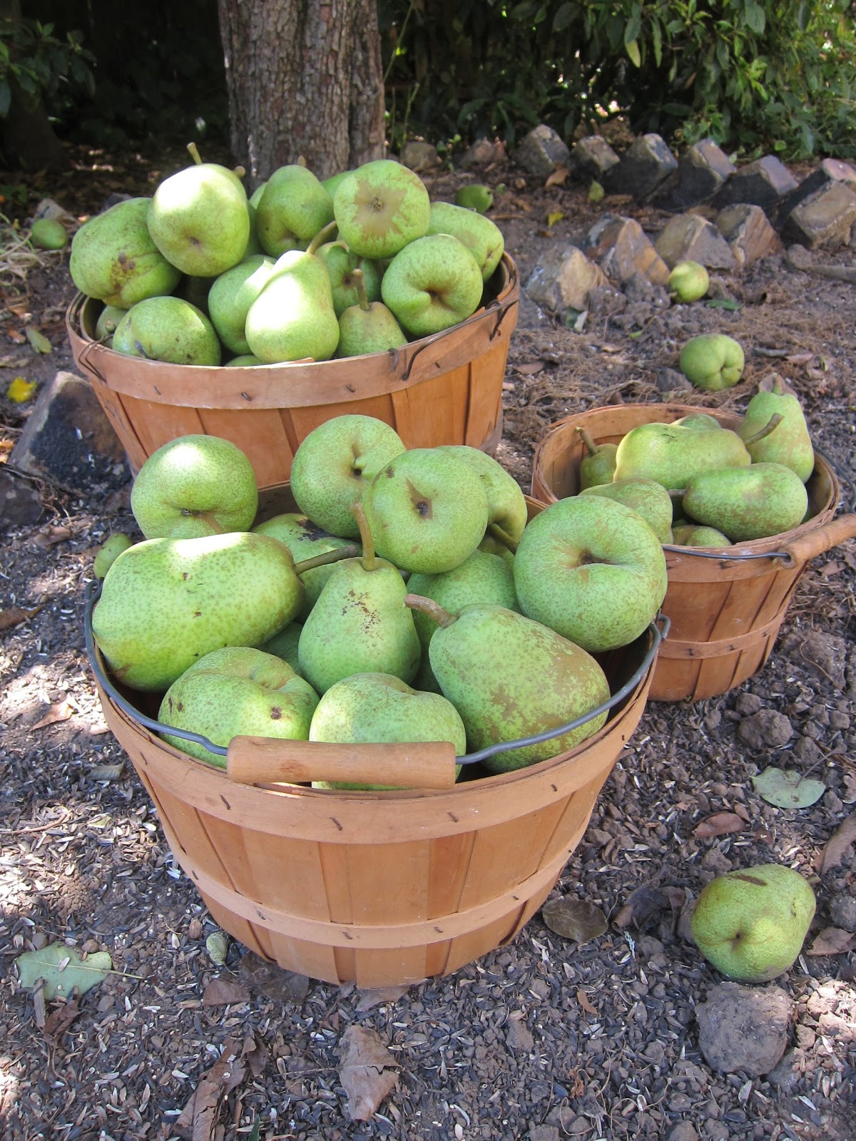 Chronica Domus A Pear Windfall