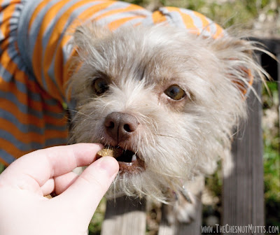 Bailey trying VetriScience Composure Bite-Sized Chews for stressed dogs
