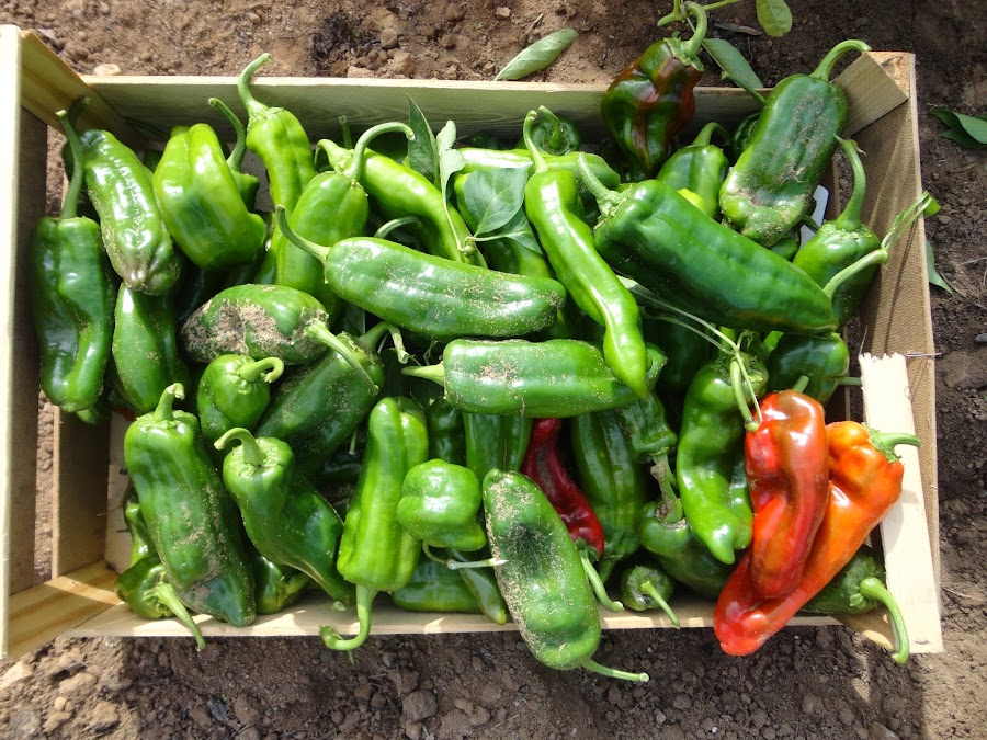 COSECHA DE PIMIENTOS ITALIANOS ROJOS Y VERDES