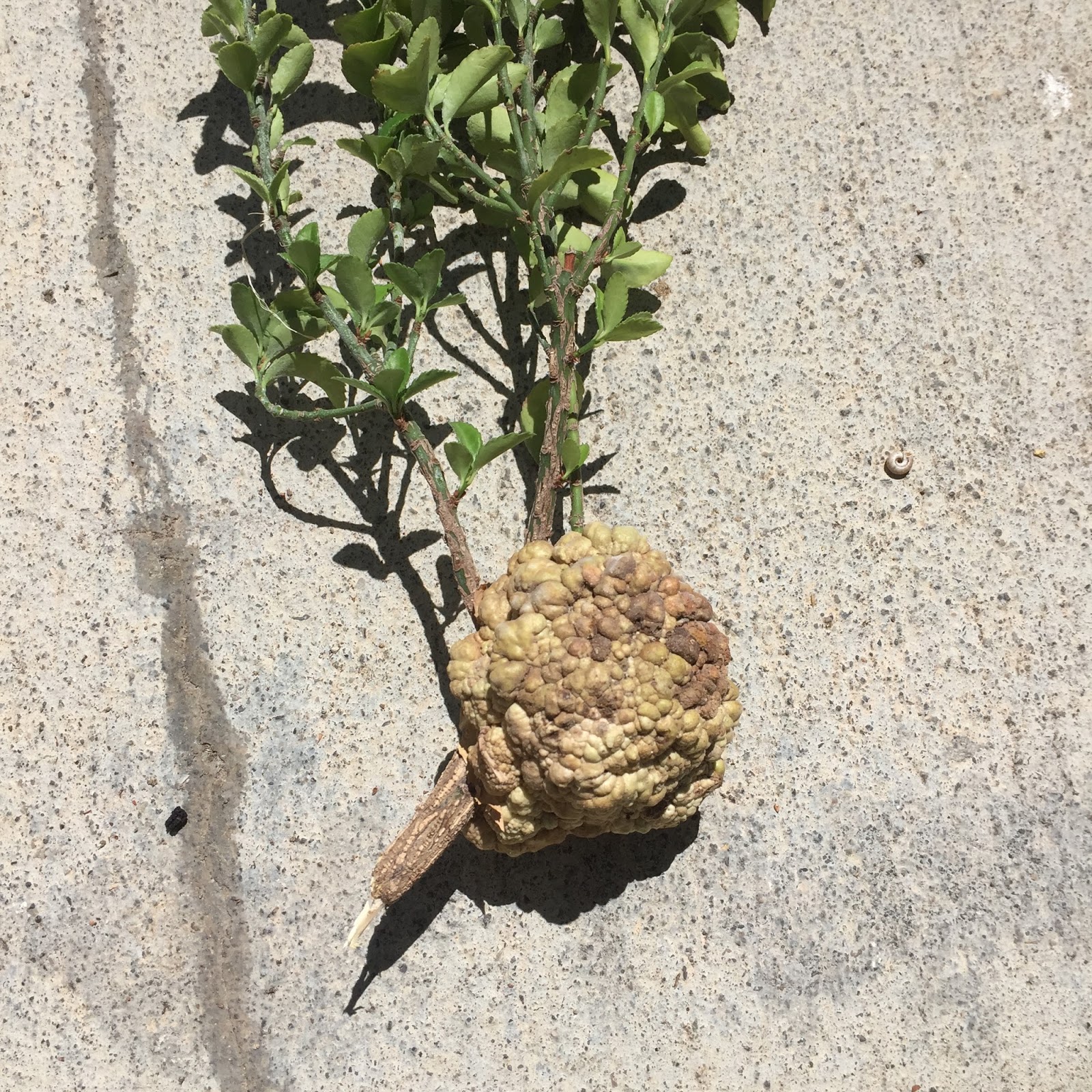 Xtremehorticulture of the Desert Cancer like Growth on