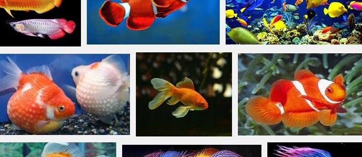 Jenis Ikan Hias Terpopuler Saat ini