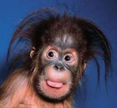 Orangutan berambut panjang