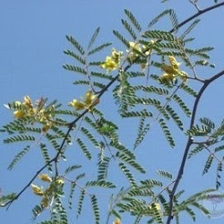 guayacan y su relacion con la fauna Caesalpinia paraguariensis