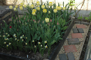 Yellow tulips towering above shorter varieties not yet in bloom in a raised bed with wooden edging.