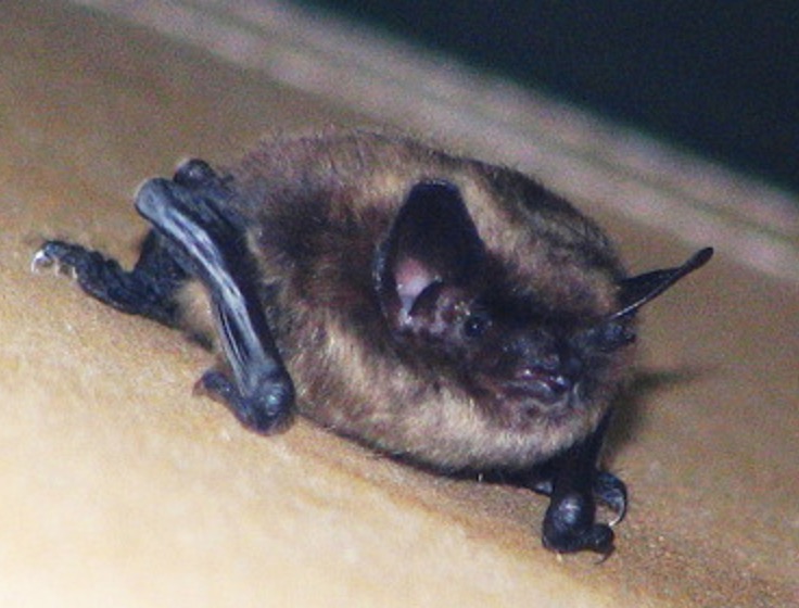 PA Environment Digest Blog Game Commission Proposes To Reclassify 3