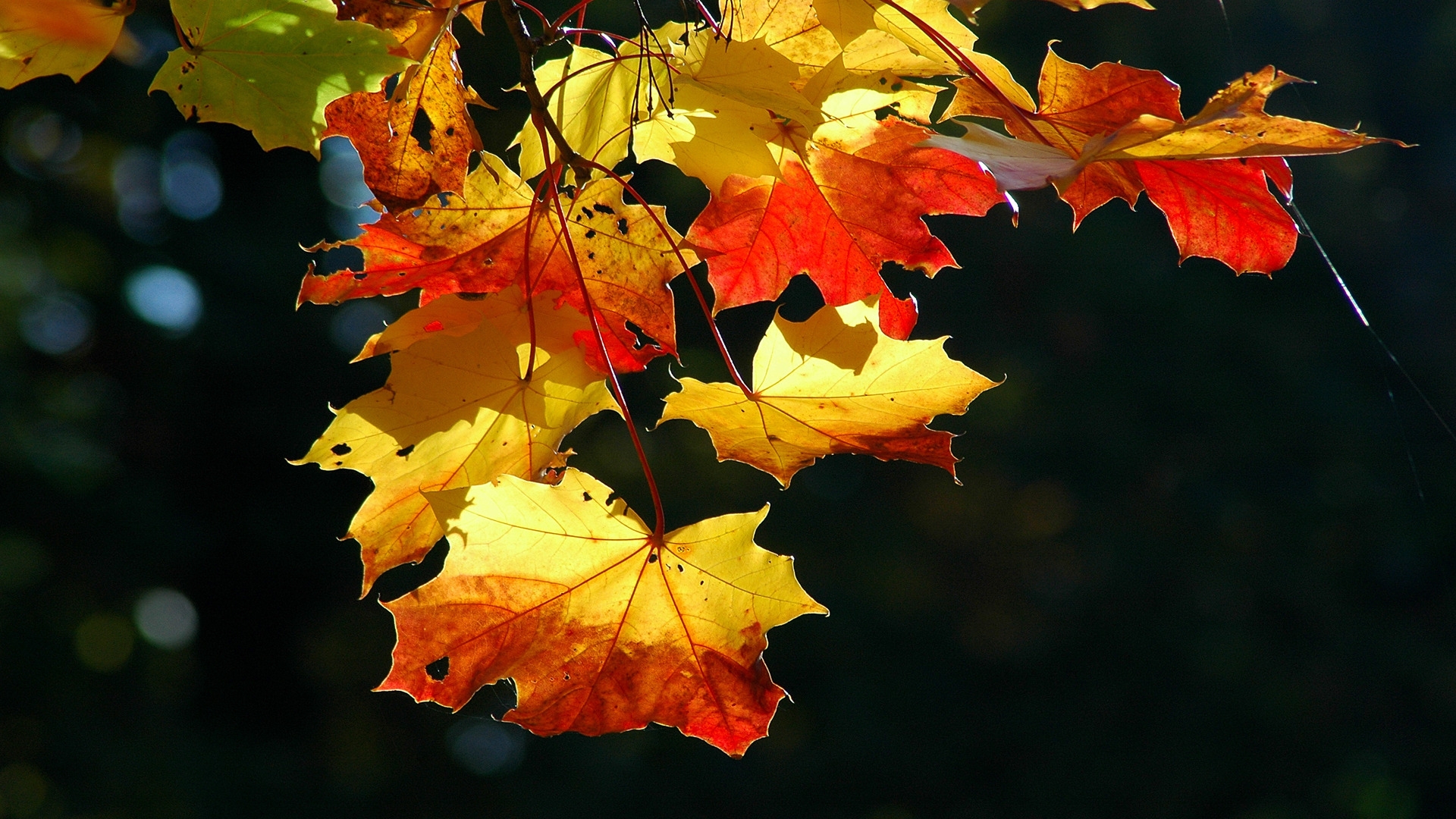 Colorful autumn leaves - High Definition Wallpapers - HD wallpapers