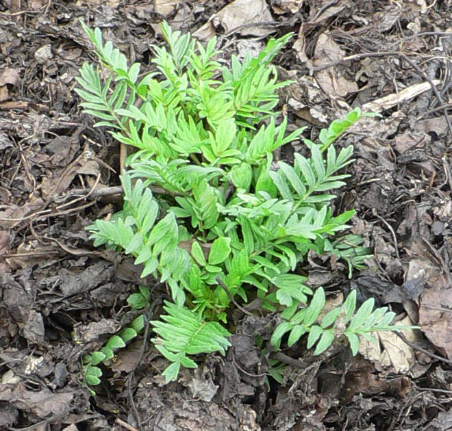 A Garden of Antietam Civil War Herbs at the Pharmacy