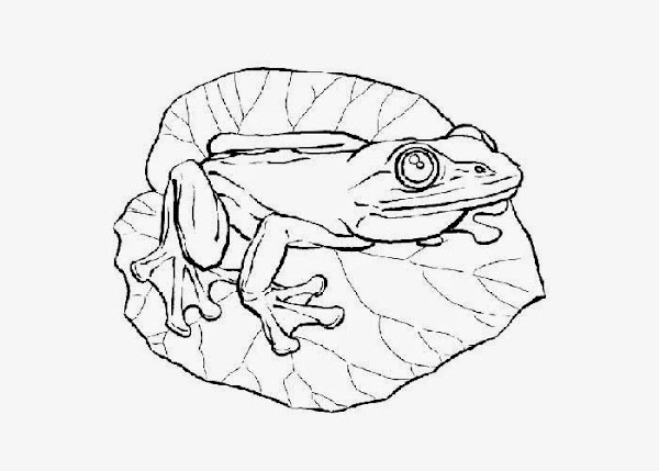 baby frog coloring pages - photo #23