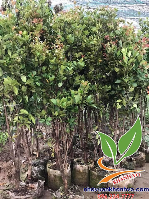 Cherry brazil đã trồng thành công ở Việt Nam 53343477_121466678949996_1218837557404499968_n