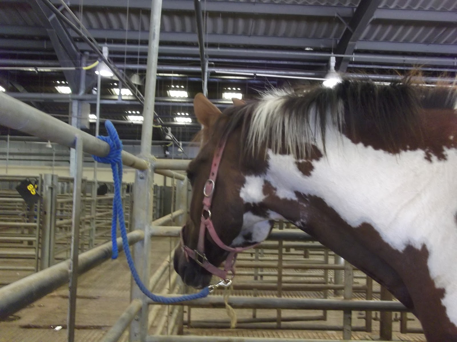 SWEP Welfare Callout Blog Exeter Horse Sale