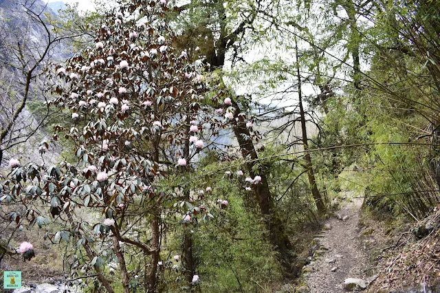 Trekking Valle del Langtang, Nepal