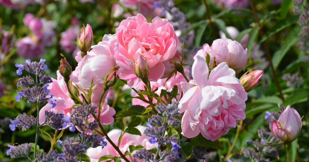 HORTENSIS Roses Grow On You