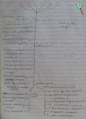 Medicowesome: Sciatic nerve distribution and Sciatica